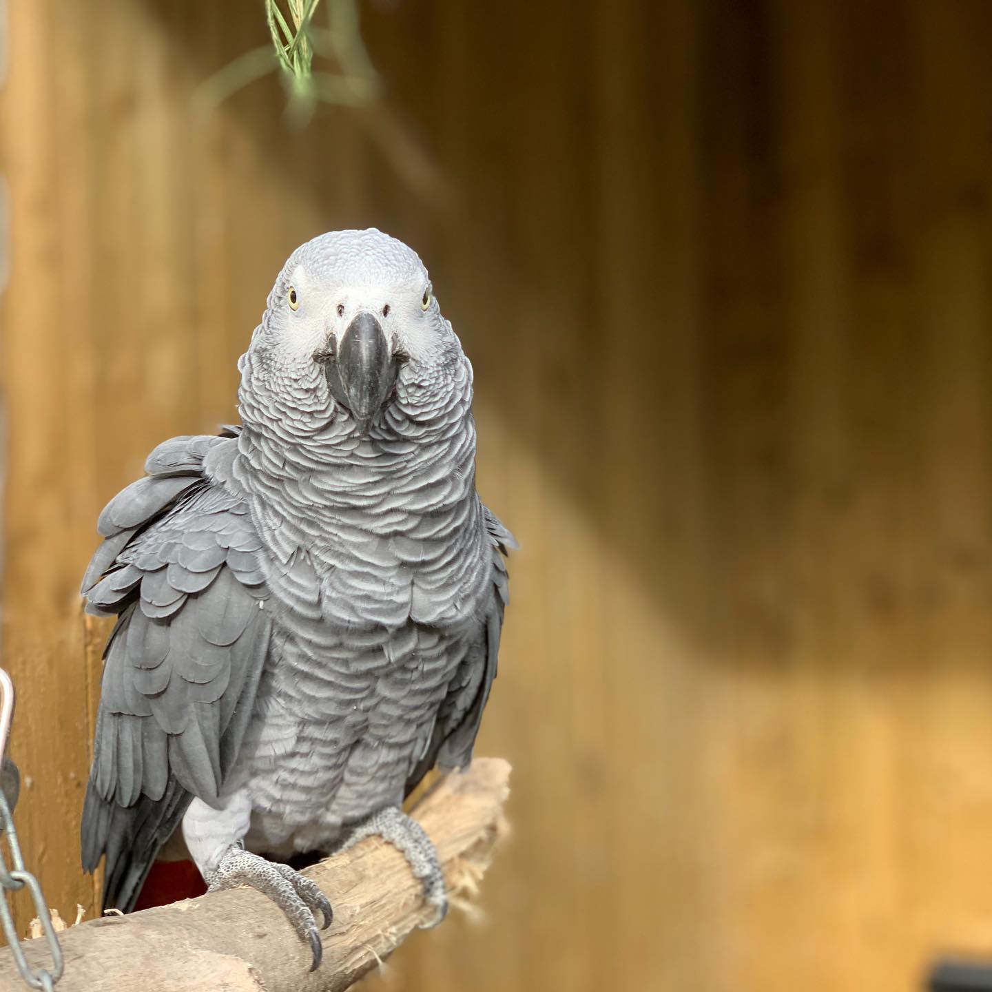 Cinci papagali de la un parc zoologic au fost despărțiți pentru că ...