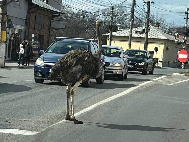 [BREAKFAST] Un struț scăpat dintr-o mașină s-a plimbat prin centrul ...