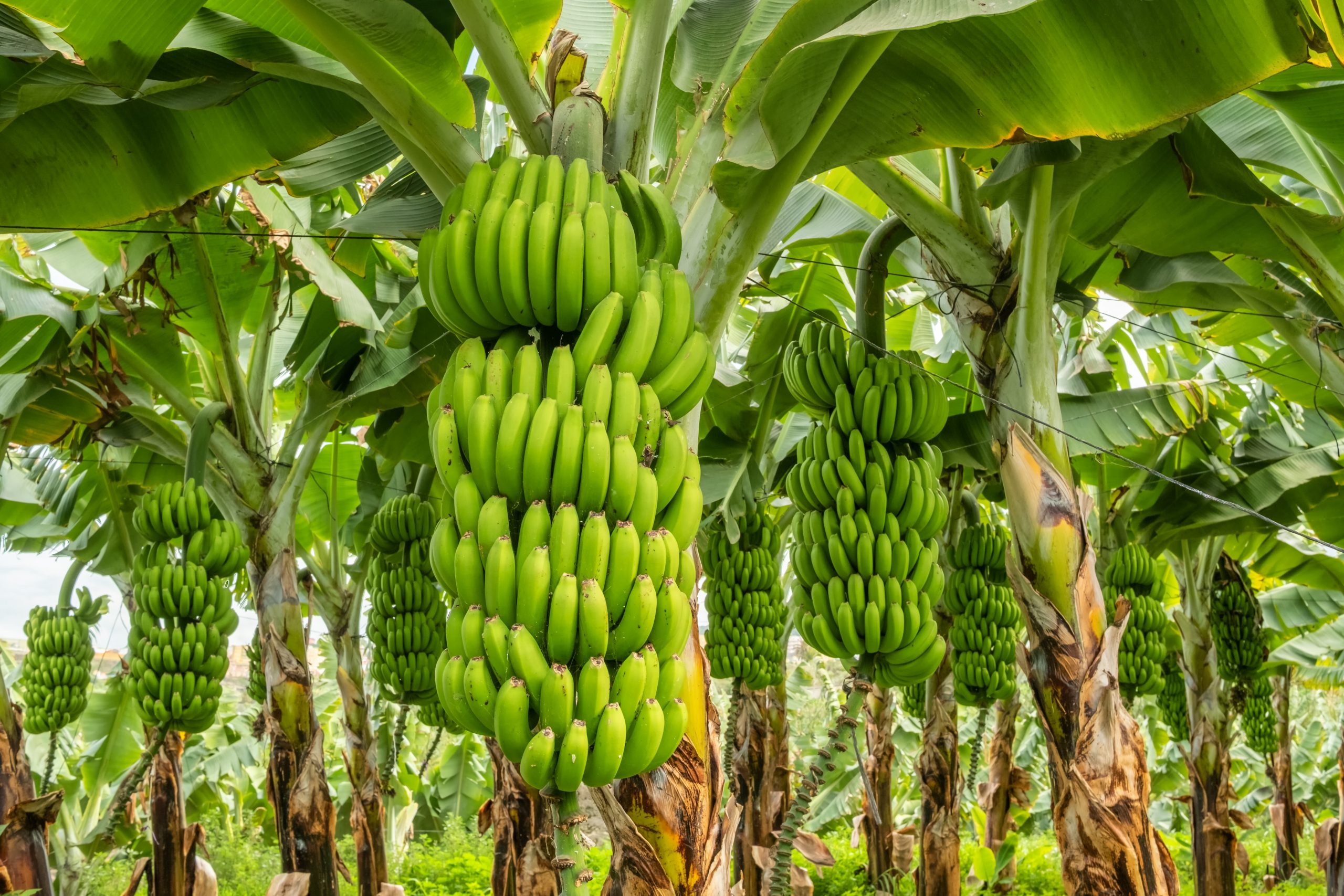 Bananele, amenințate de încălzirea globală. Prețurile la raft vor ...