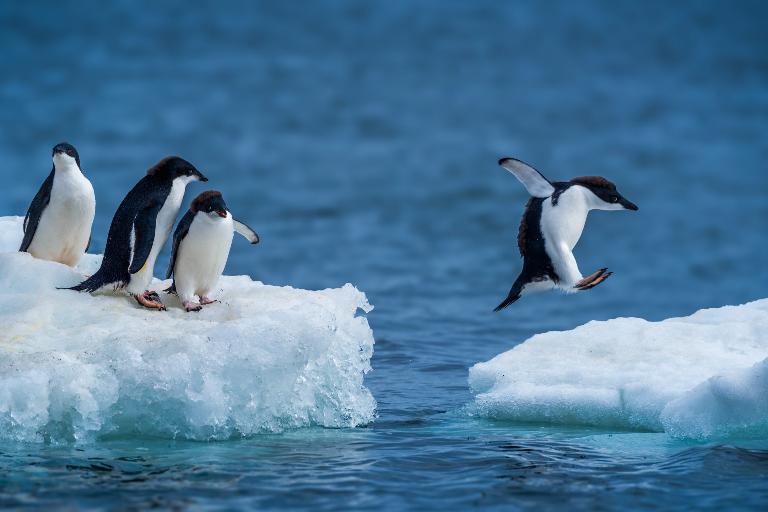 [BREAKFAST] Poștaș în Antarctica, printre 1.000 de pinguini! : VIRGIN ...